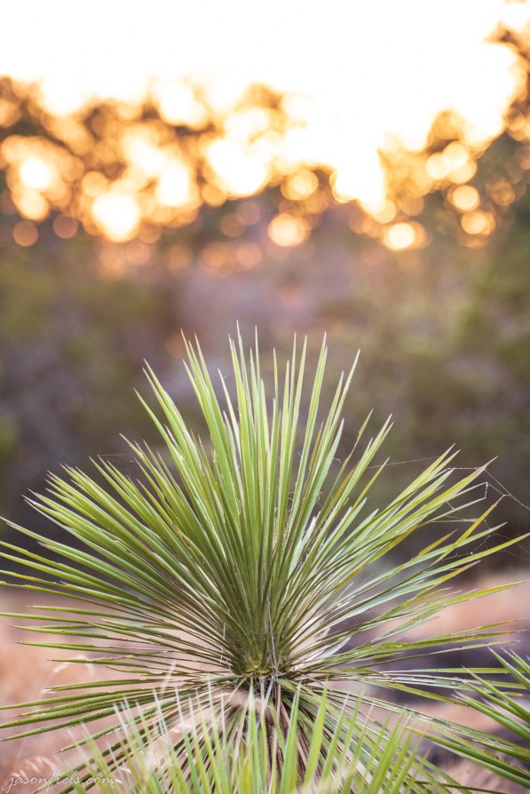 Yucca-Inks-Lake-Sunset