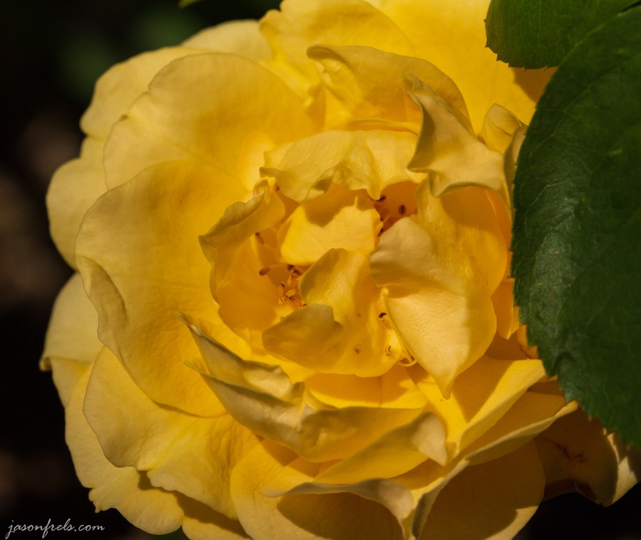 Julia Child Rose Close-Up