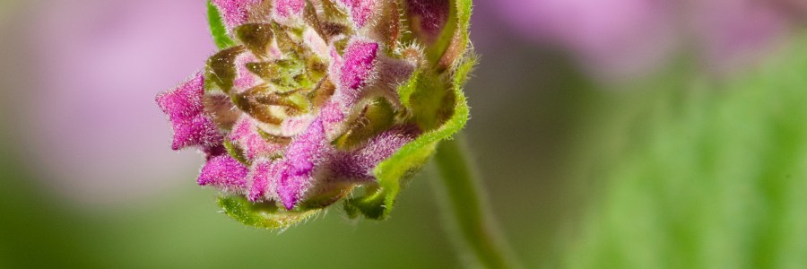 Focus Stacked Lantana Bud