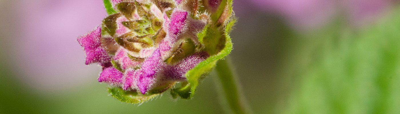 Focus Stacked Lantana Bud