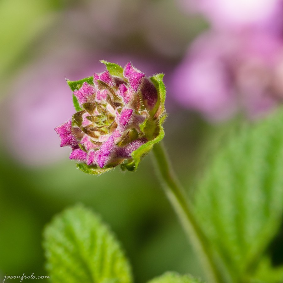 Focus Stacked Lantana Bud