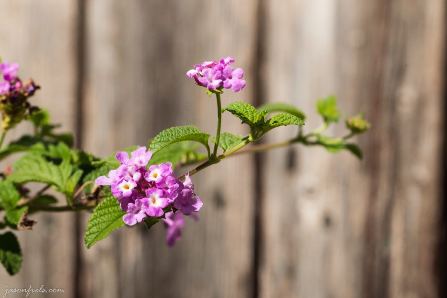 Lantana Against an Old Wooden Fence