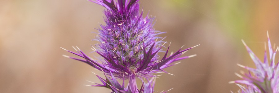 Leavenworth's Eryngo Wildflower