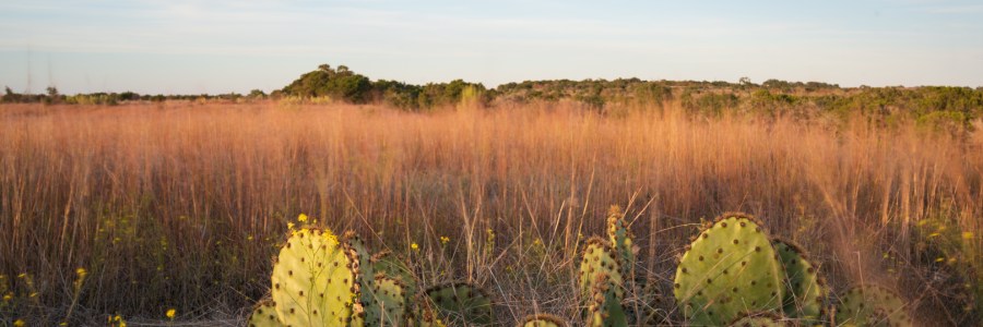 Prickly Pear Cactus in Long Grass
