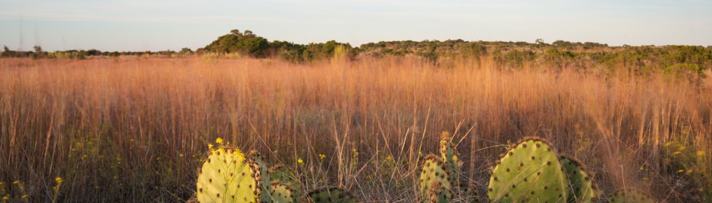 Prickly Pear Cactus in Long Grass