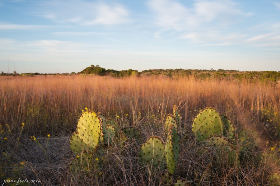 Prickly Pear Cactus in Long Grass