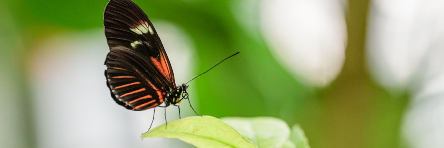 Butterfly at Houston Museum of Natural Science