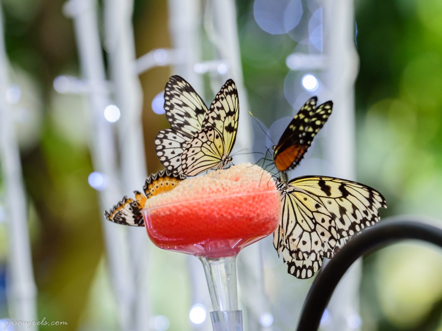 Butterflies at Houston Museum of Natural Science