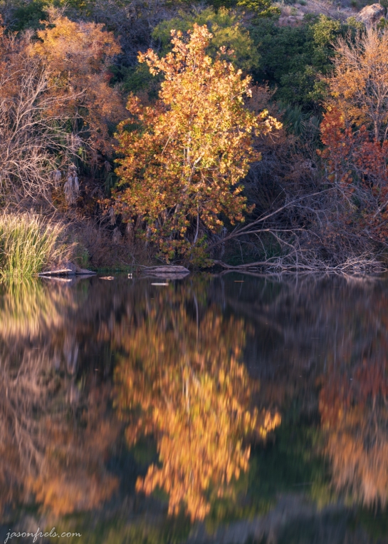 Autumn Tree Reflection Close-Up