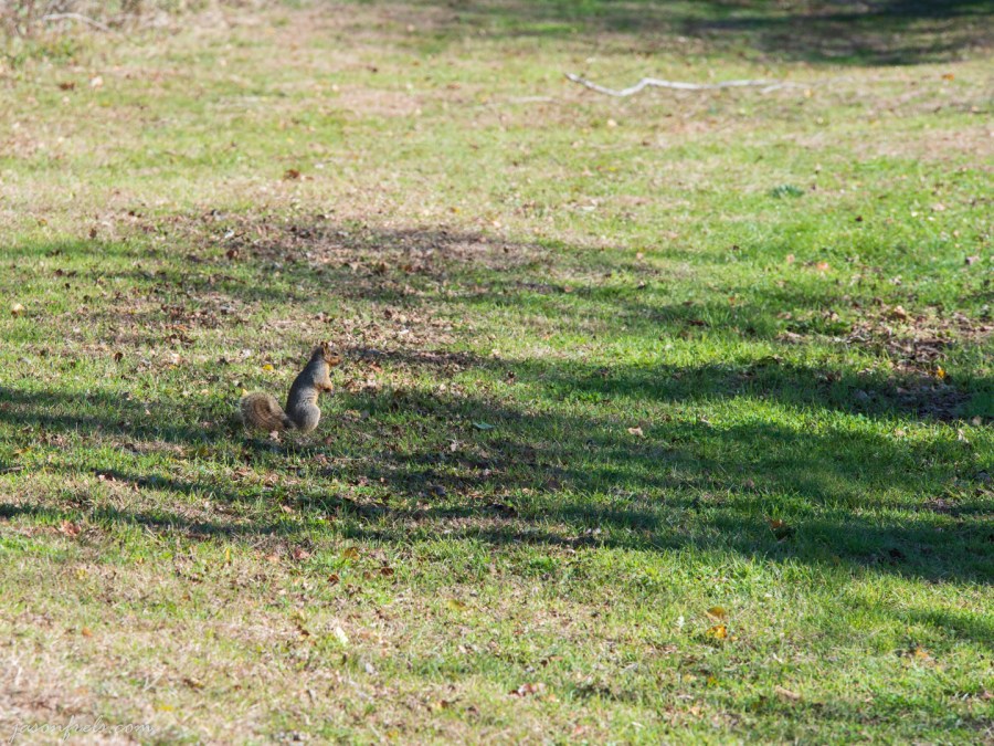 Leander-Disc-golf-course-3