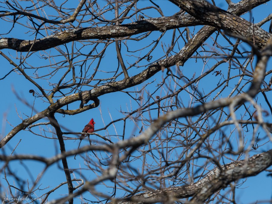 Leander-Disc-golf-course-5