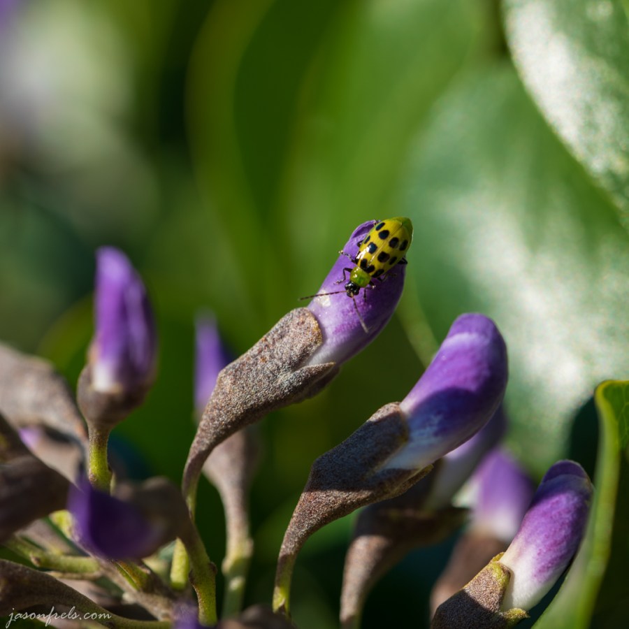 Cucumber Beetle on a Mountain Laurel Bud
