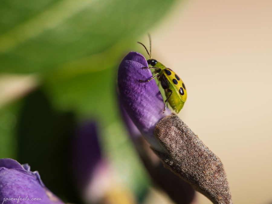 Cucumber Beetle on a Mountain Laurel Bud