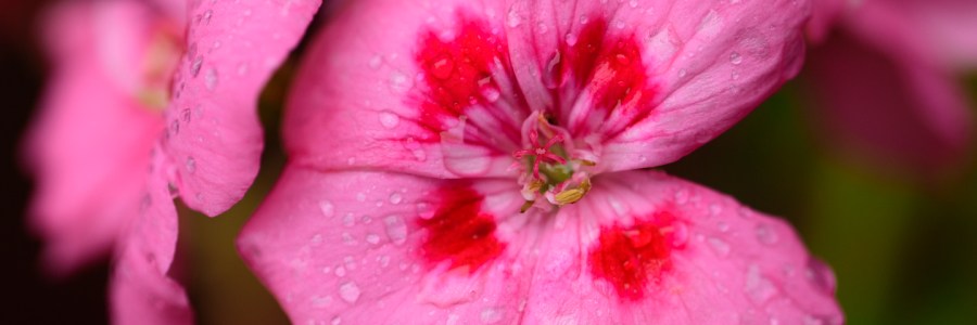 A pink geranium close-up