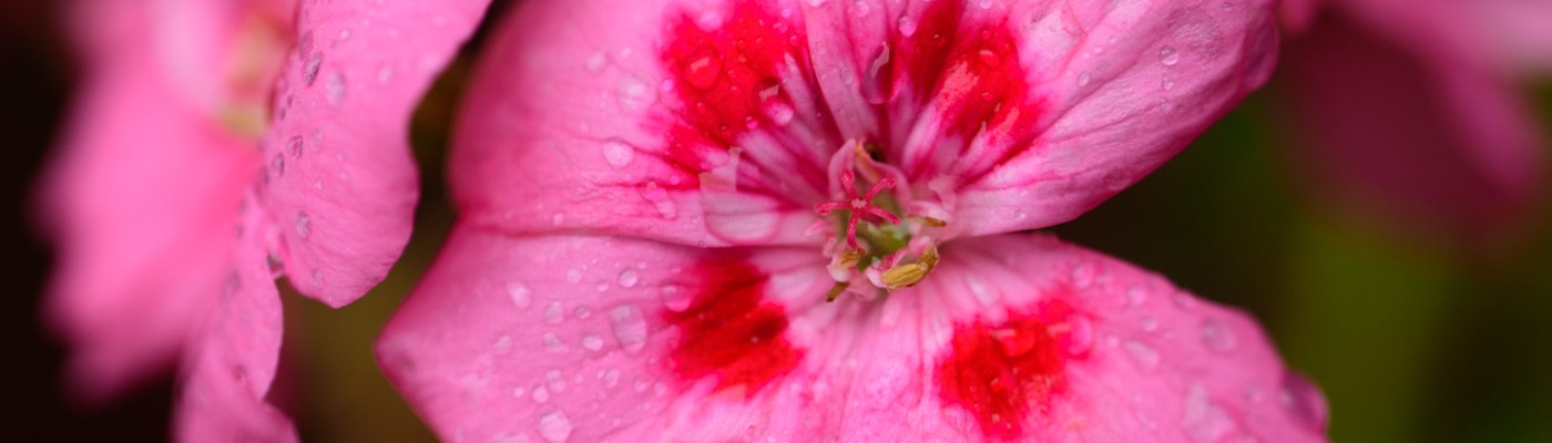 A pink geranium close-up