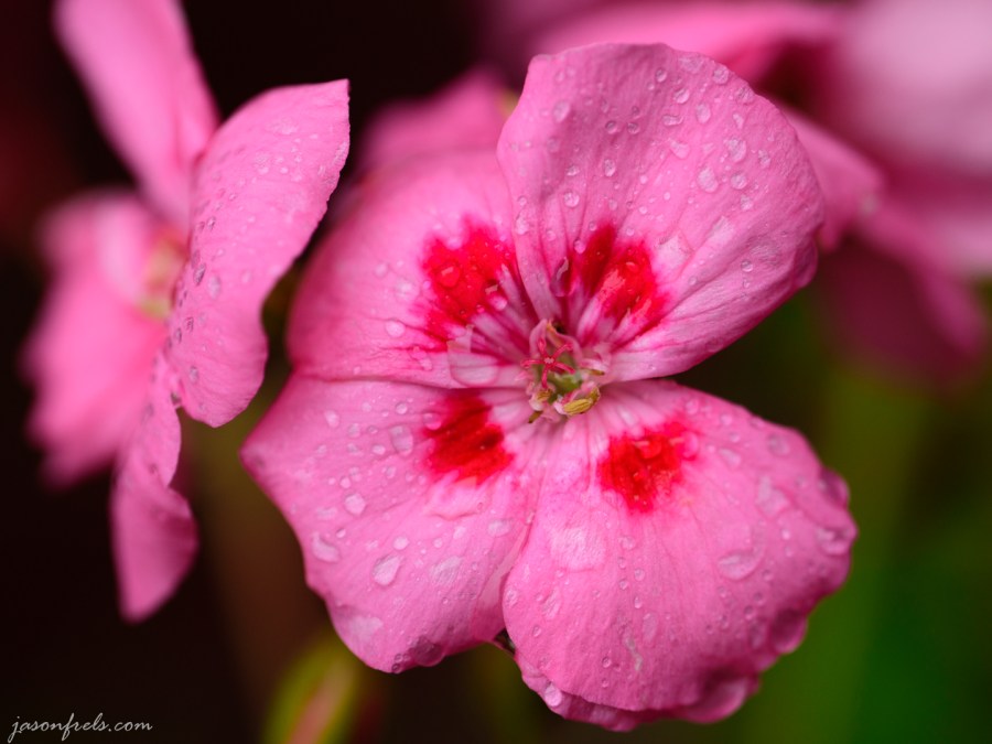A pink geranium close-up