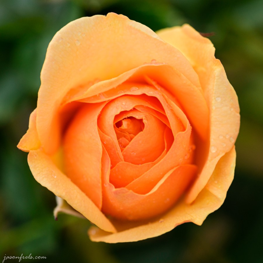 Julia Child rose close-up