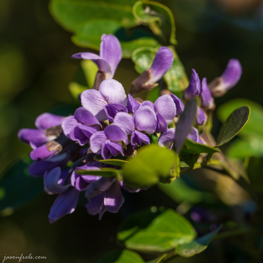 Mountain-Laurel-Close-Up-3