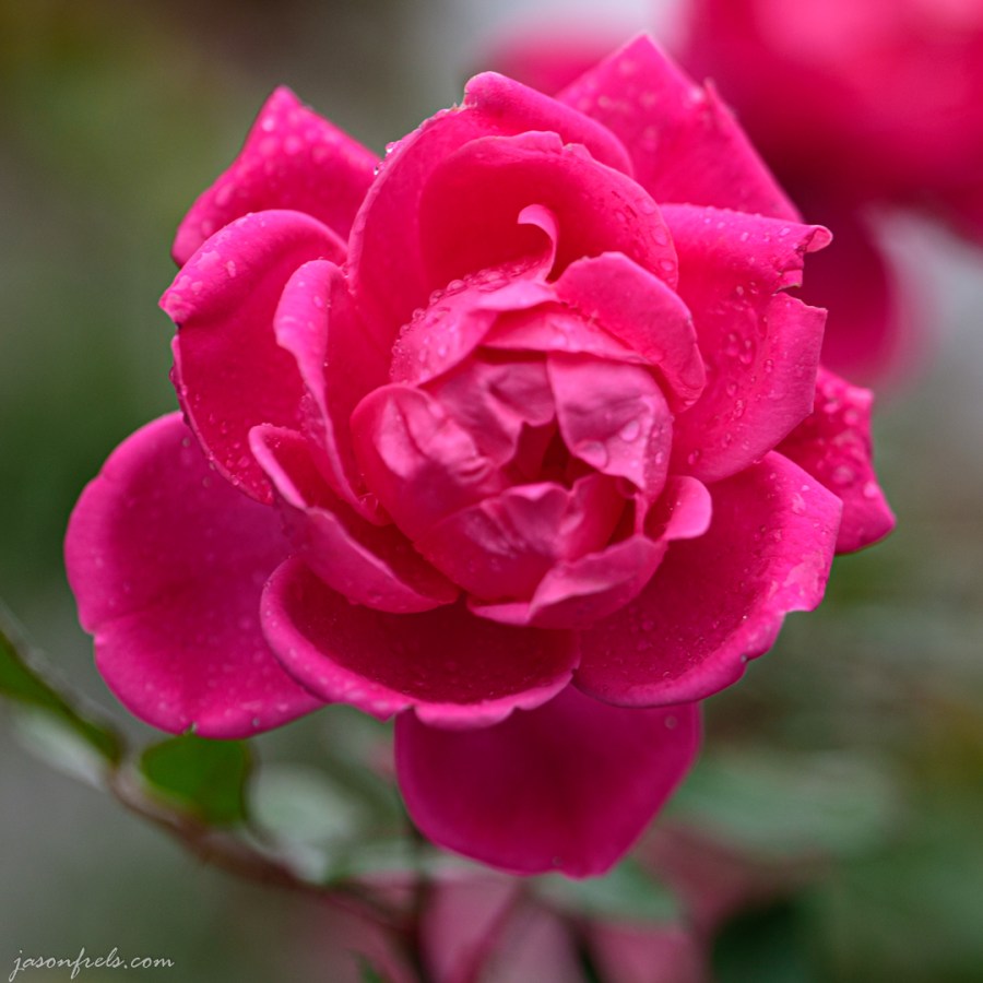 pink-rose-close-up