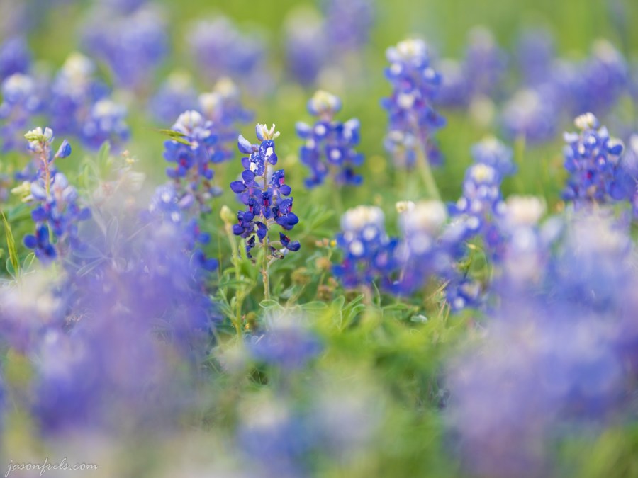 Bluebonnet Close Up