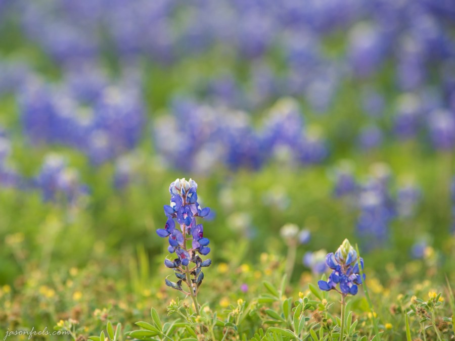 Bluebonnet Close Up