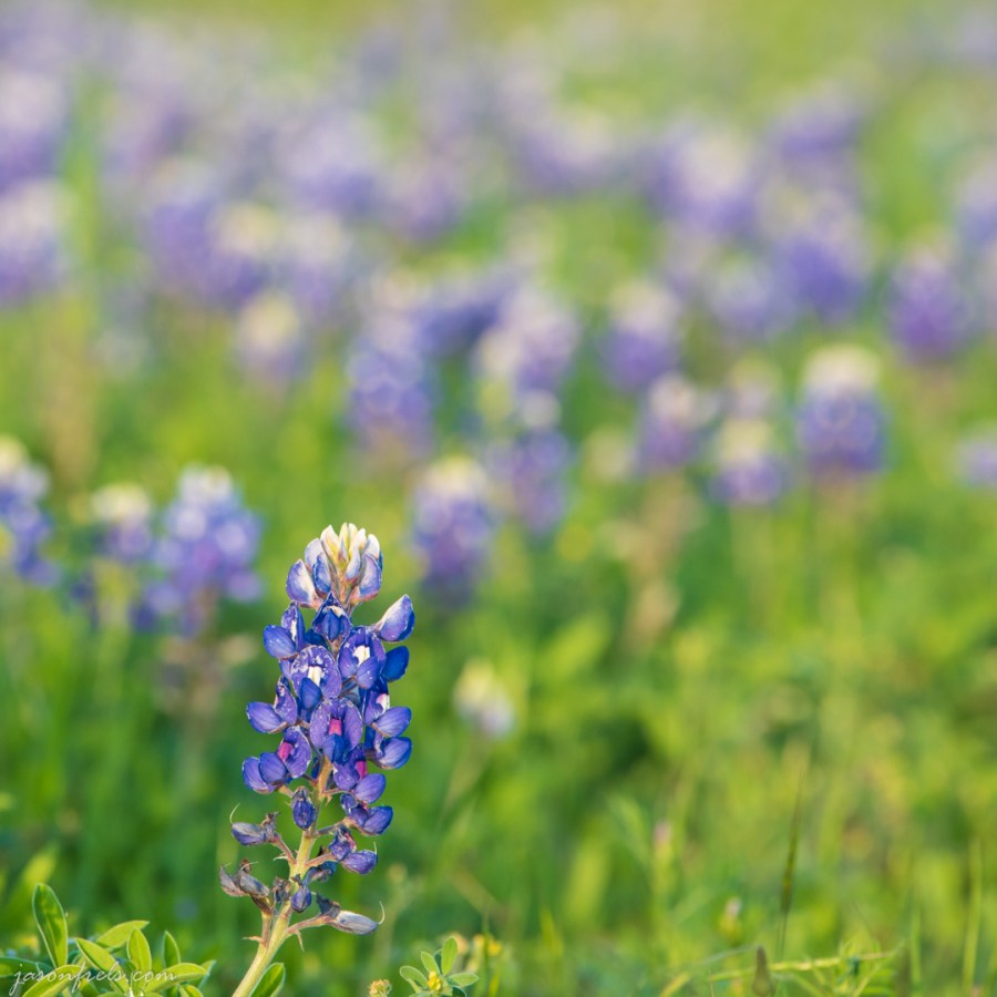 Isolated Bluebonnet Close Up