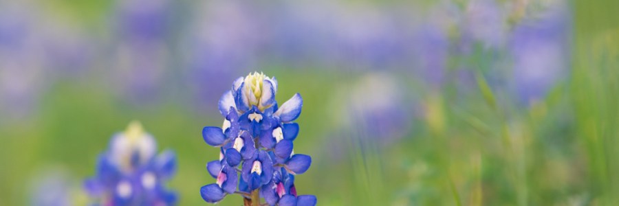 Isolated Bluebonnet Close Up