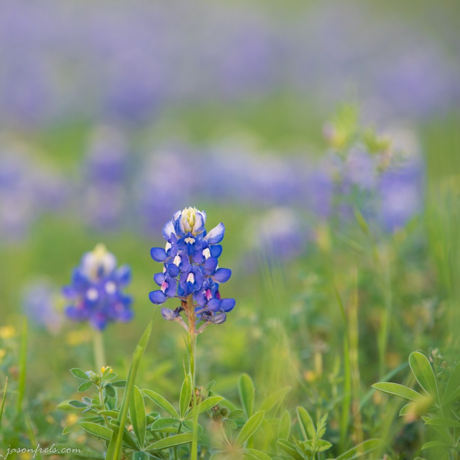 Isolated Bluebonnet Close Up