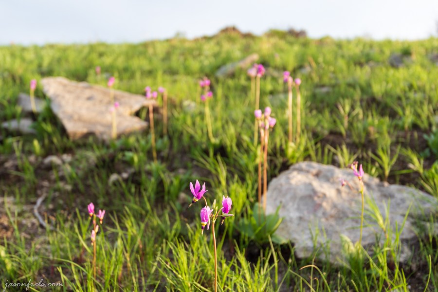 Wildflowers at Balcones Canyonlands National Wildlife Refuge