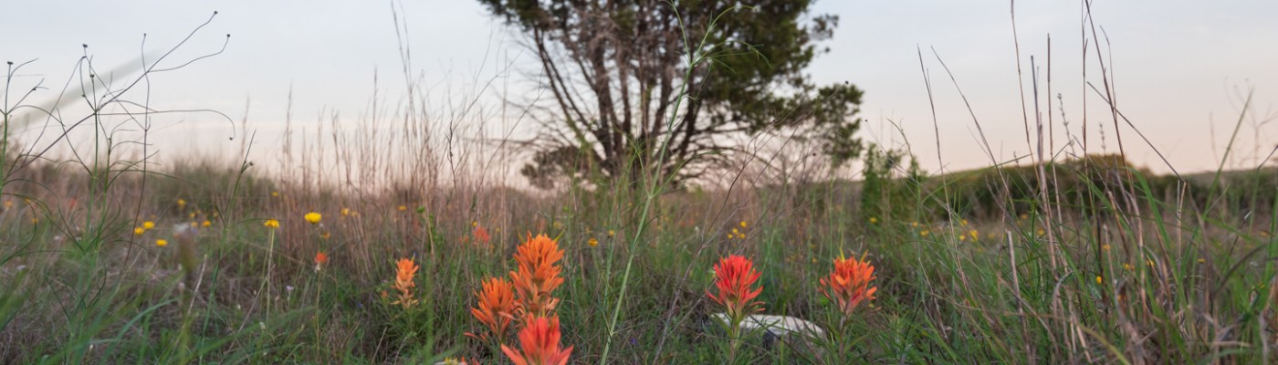 Wildflowers at Balcones Canyonlands National Wildlife Refuge