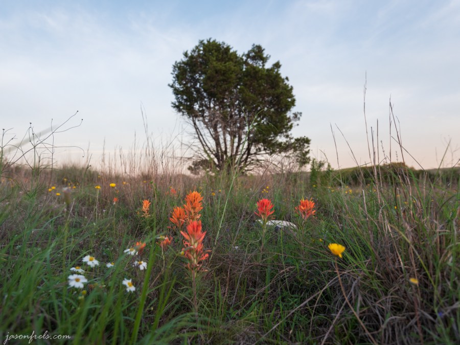 Wildflowers at Balcones Canyonlands National Wildlife Refuge