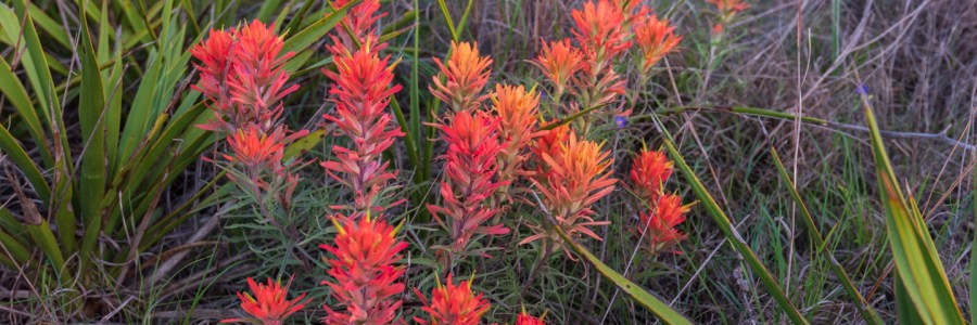 Paintbrushes at Balcones Canyonlands National Wildlife Refuge