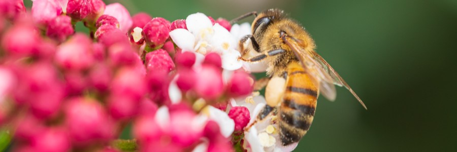 A Bee on a Viburnum