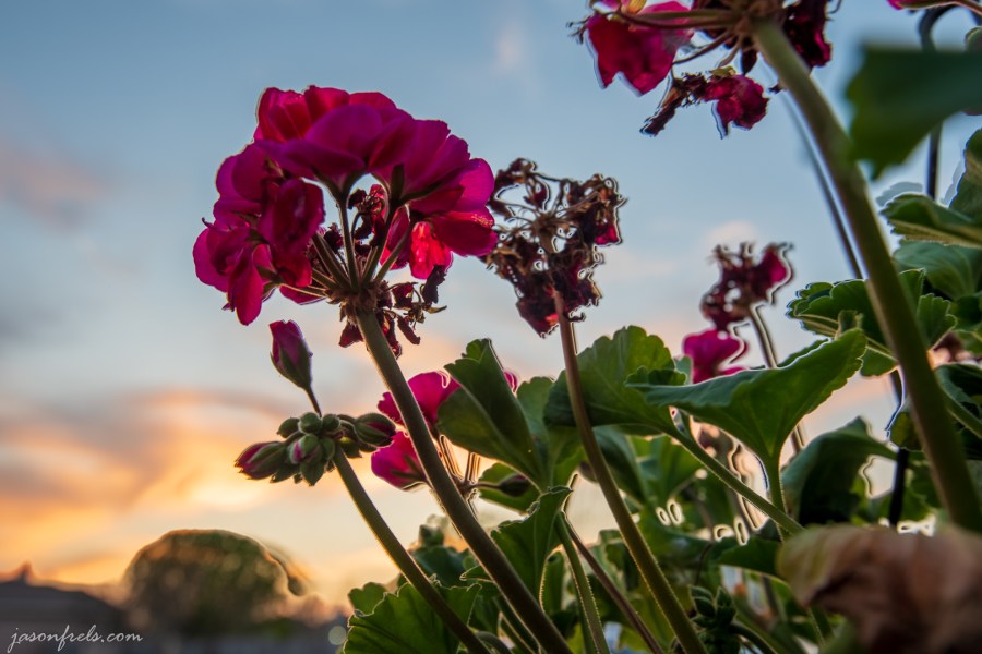 Sunset-Thru-Geranium-ghosted