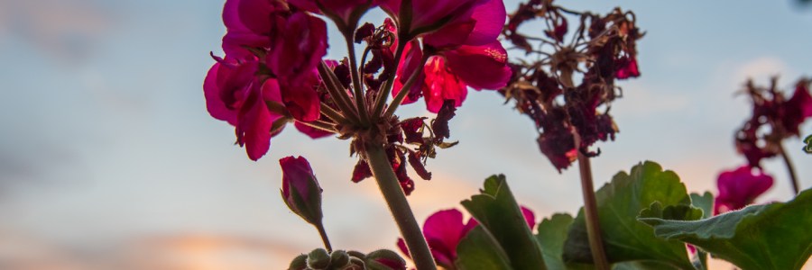 HDR sunset through a geranium