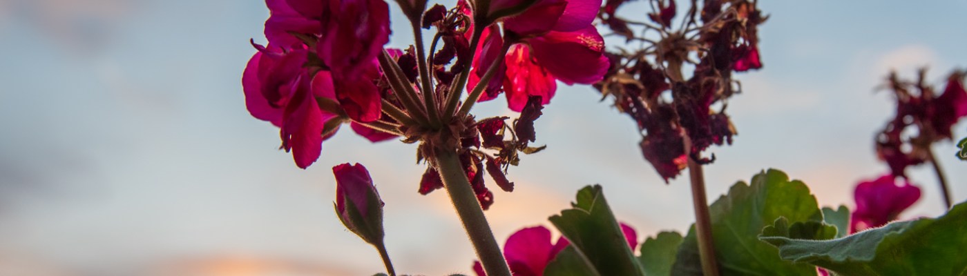 HDR sunset through a geranium