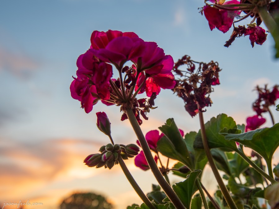 HDR sunset through a geranium