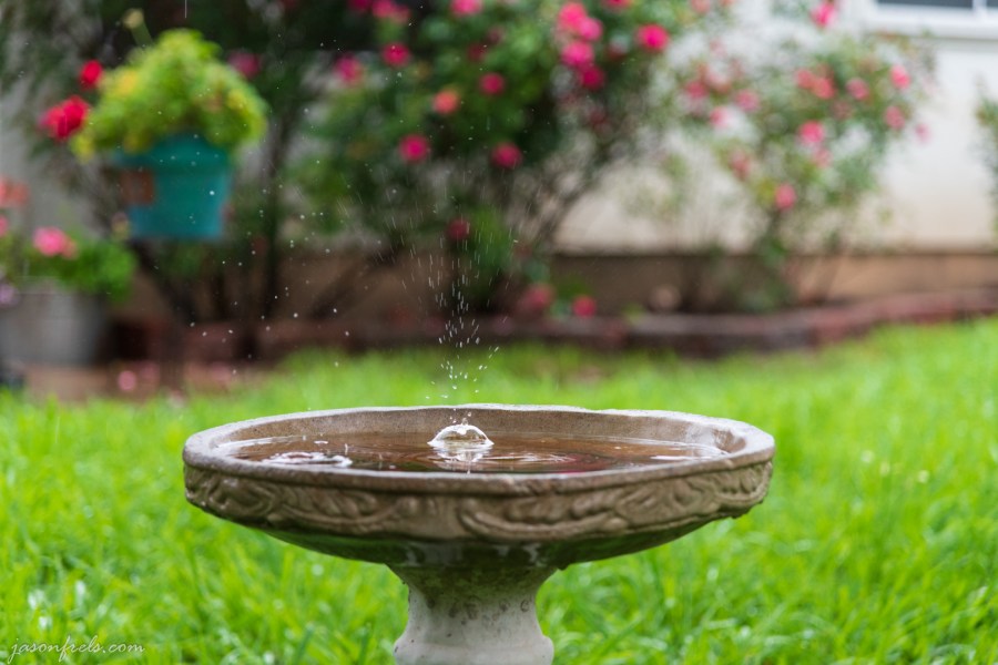 birdbath-raindrops-1