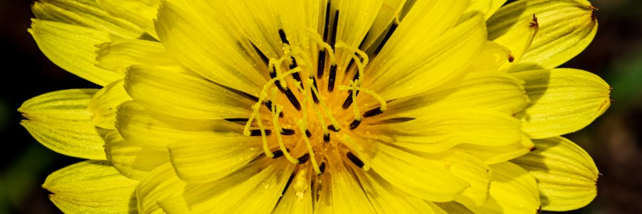 Dandelion Close-up