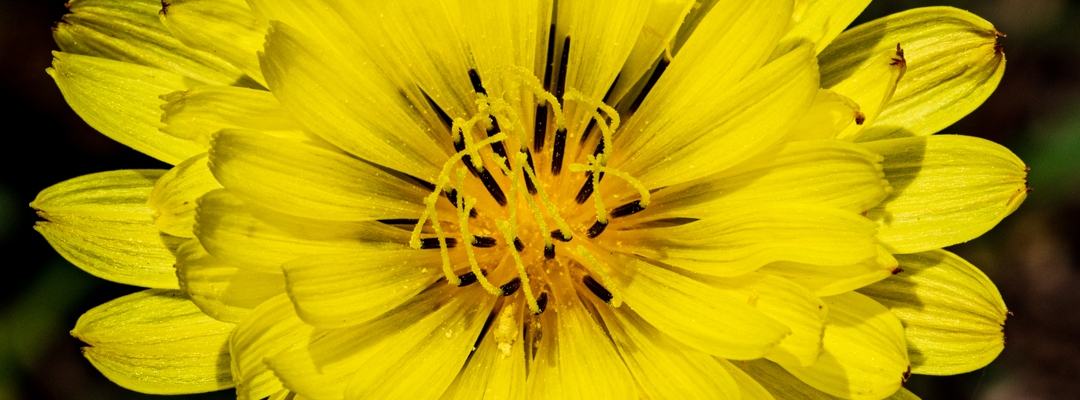Dandelion Close-up