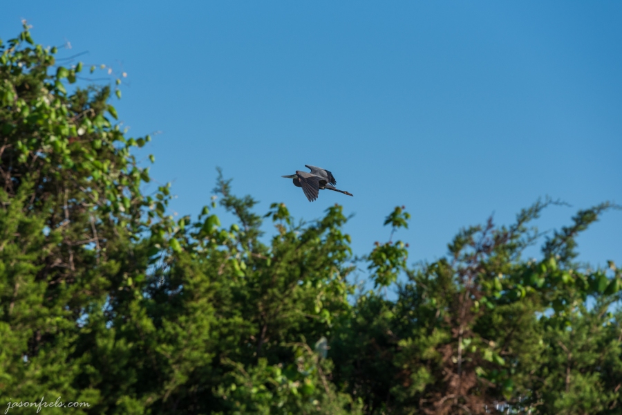 Gray-Heron-Flying