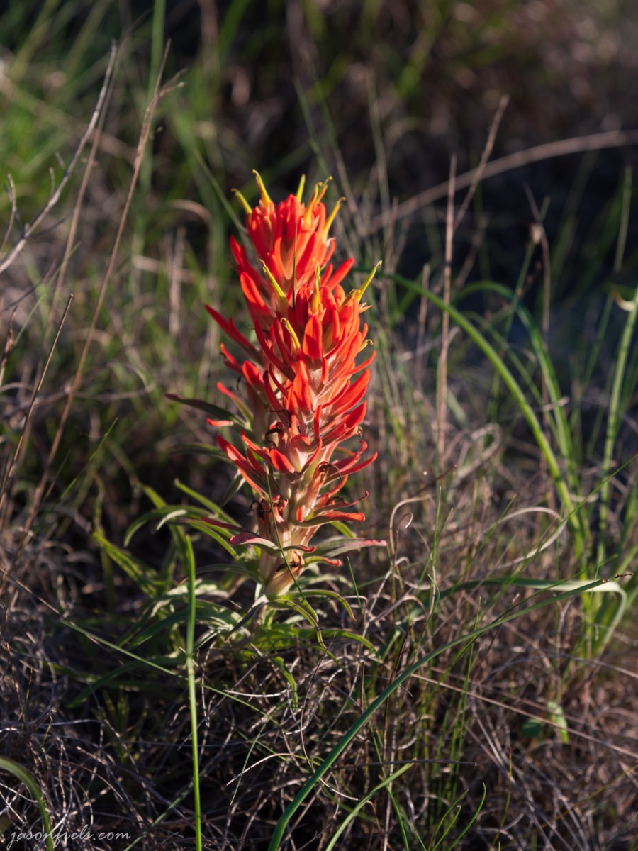 Indian Paintbrush