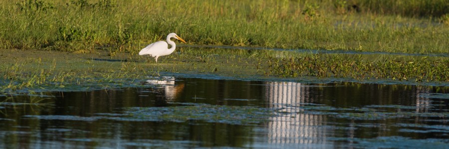White Heron in a Neighborhood Pond