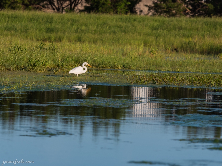 White Heron in a Neighborhood Pond