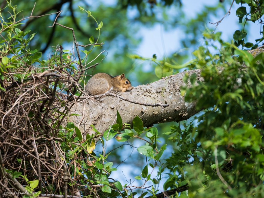 Squirrel Sunning Himself on a Tree Branch