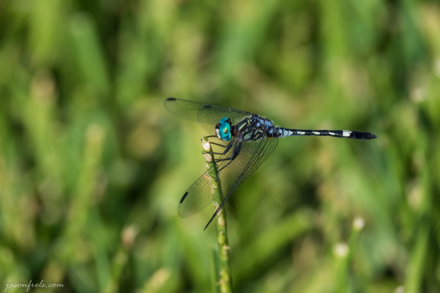 Dragonfly Close Up