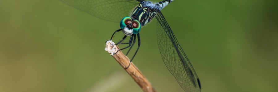 Dragonfly Close Up
