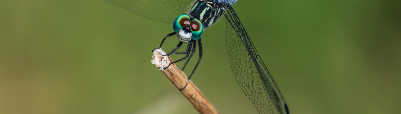 Dragonfly Close Up