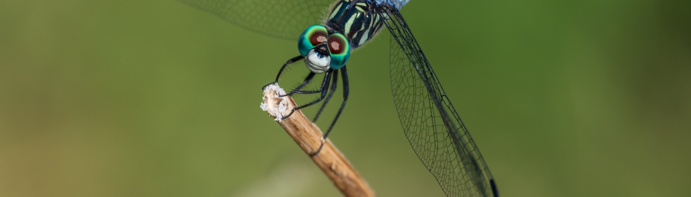 Dragonfly Close Up