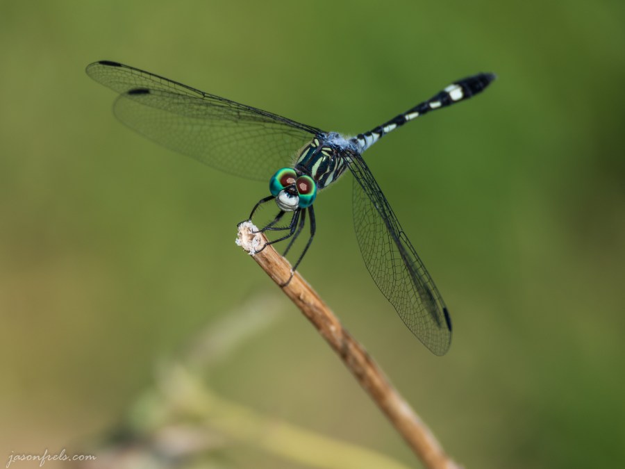 Dragonfly Close Up